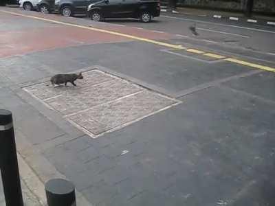 Cat trying to eat a pigeon