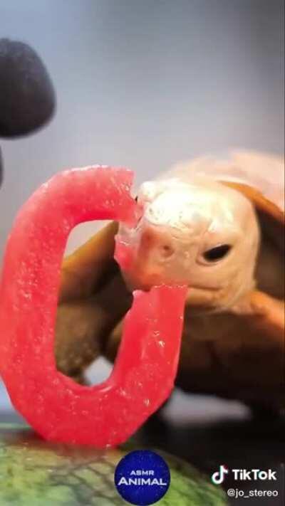 This turtle eating watermelon. Turn on sound