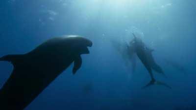 Bottlenose Dolphins and False Killer Whales have known to annually unite, with individuals members meeting each other as lifelong friends. They even share an interspecies language so they can communicate.