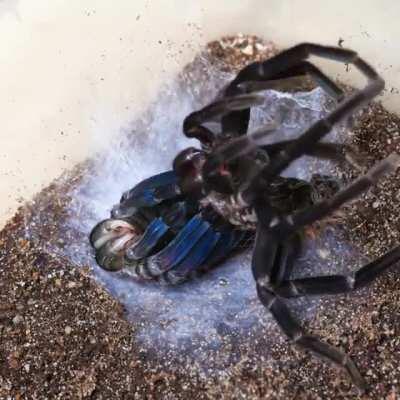 🔥 A Tarantula Moulting 🔥