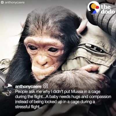 Man and Chimp- Amazing!