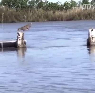 🔥 Bobcat avoiding getting wet