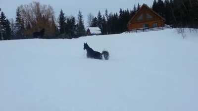 Horse jumps like a bunny in snow