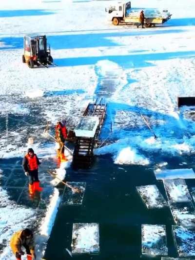 Harvesting ice in Harbin