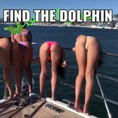 Dolphins