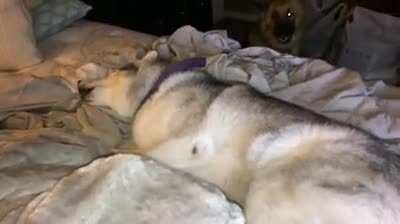 Stubborn Husky won't get out of bed