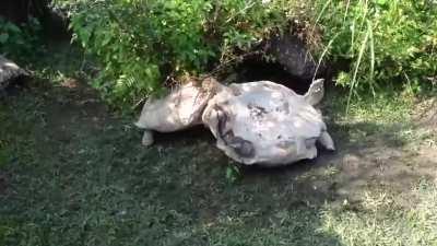 Turtle buddy helps the other buddy to get up