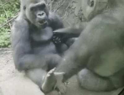 Gorillas messing with each other in a very human-like way