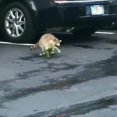 A raccoon chases down and captures an iguana while its decoy tail twitches only a few feet away to no avail.