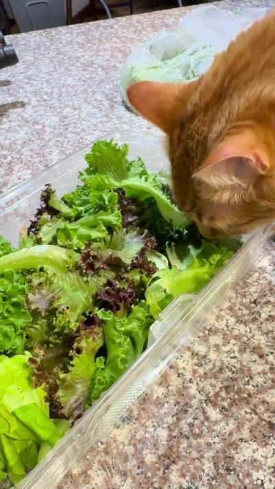 How to keep orange boy from eating my lettuce?