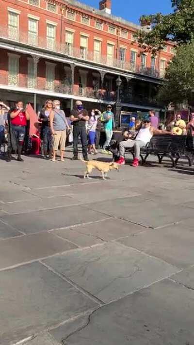 This busker trained his pooch to pick up the tips! Check out the hottest and hardest working duet on the New Orleans music scene! ❤🔥🎤😎🐶💵❤