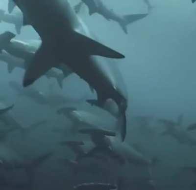 Awesome school of hammerheads