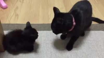 FeLinE FAtHer SlAps chIld FOR nO ApPaREnt reasoN