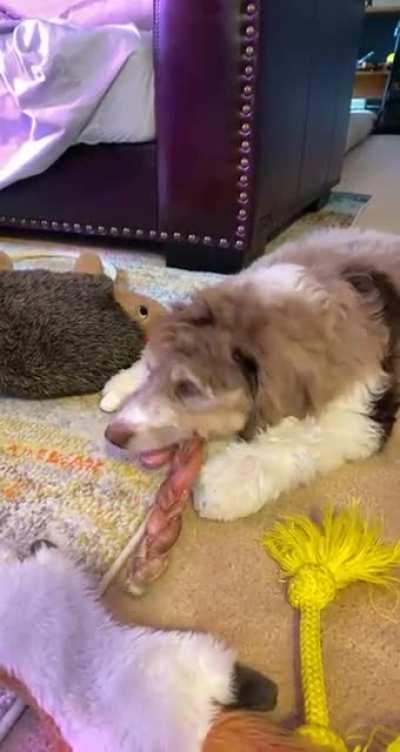 Betrayed by the groomer, left with a mullet