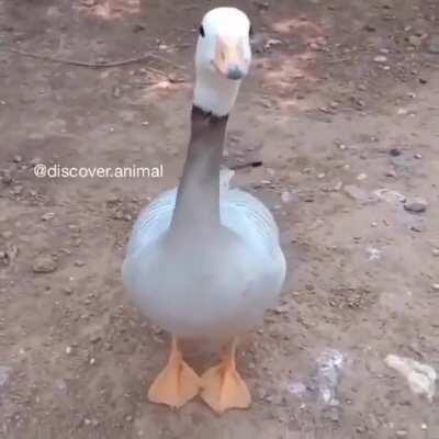 Tippy tapping duck