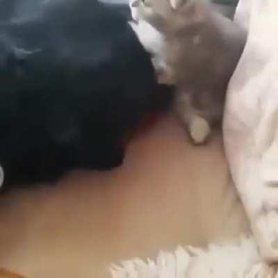 Cute kitten playing with dog