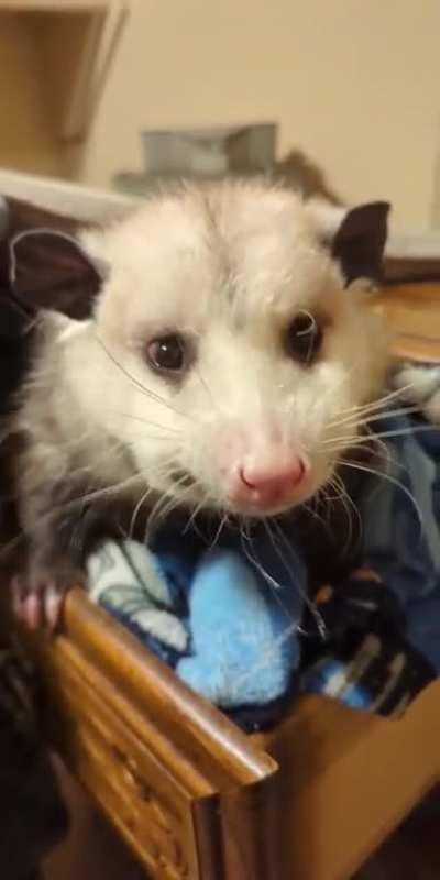 Munch Crunch and Smiles for the Bean