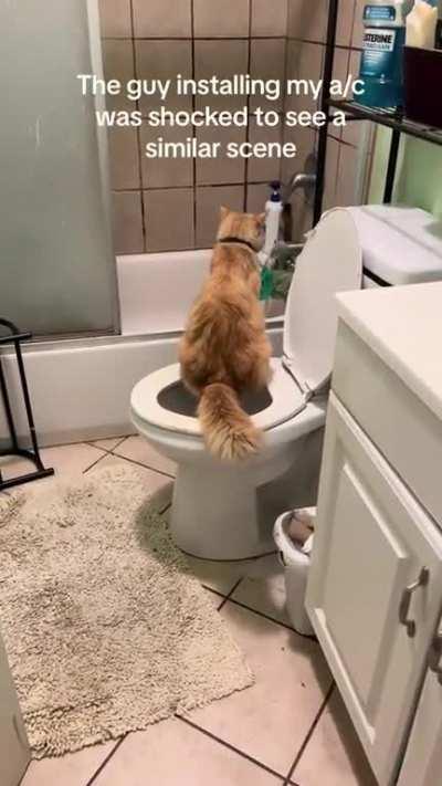 Potty trained cat