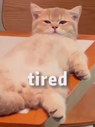 Found this relatable cat Video.