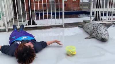 Sea doggo slapping her belly with her keeper