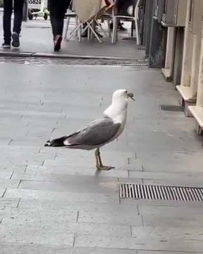 Seagull enjoys a light snack