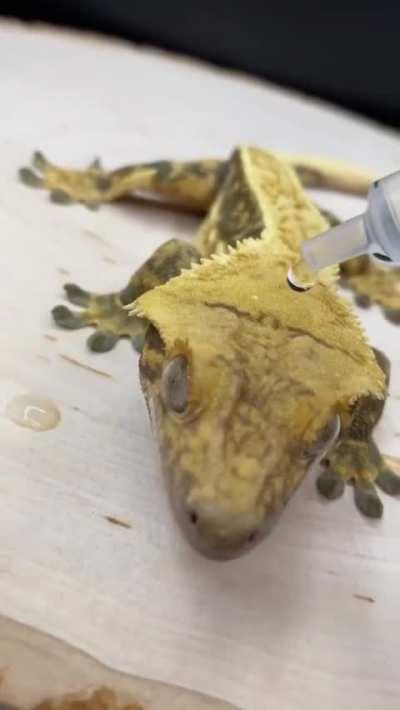 A Gecko's skin is extremely hydrophobic &amp;amp; it deflects all the droplets