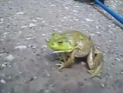 Froggy goes AAAAAAAAAAAAA