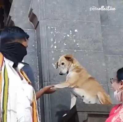 Dog giving his blessing outside of temple.