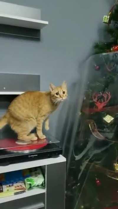 Protective covering defends Christmas tree from cats claws...but the cat takes it very sadly