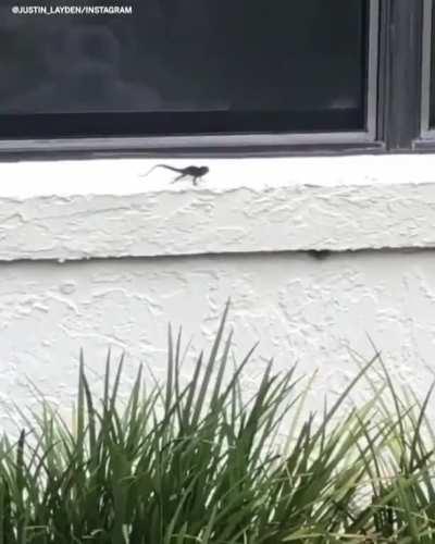 🔥 Lizard teaching human how to do push-ups