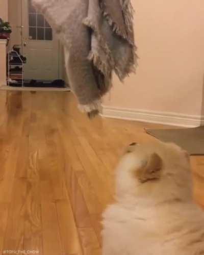 Pupper tries to jump