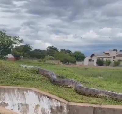 The size of this Anaconda found somewhere in Brazil