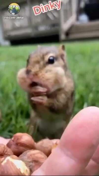 Dinky loves nuts.