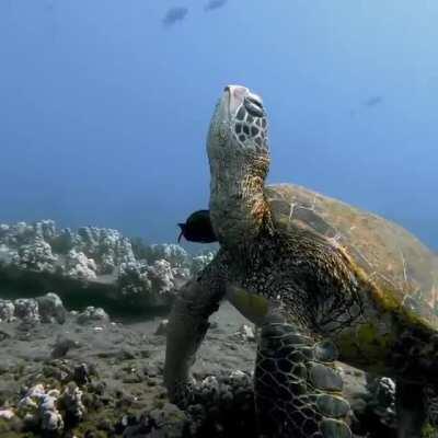 🔥 This turtles’ sleep is all we need