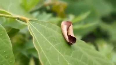 This moth has evolved a spectacular optical illusion to avoid predation: it’s (flat) wings are shaded in all the right places to resemble a curled up dead leaf in 3D.