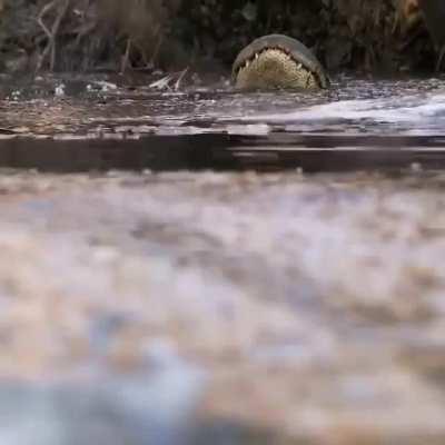 Alligators survive in frozen swamps by sticking their noses through the ice to breathe. They can shut down their metabolism so they don't need to eat and their heart rate slows down, their digestive system slows down, and they just sit and wait for the he