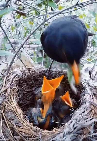 European Blackbird feeding the family