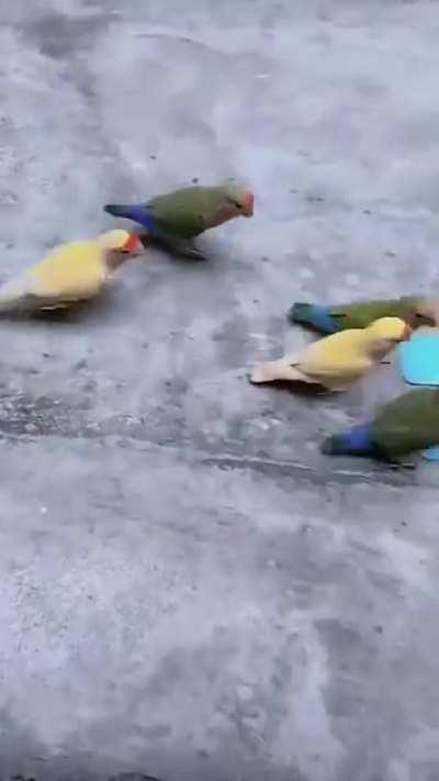 Parrots playing Basketball