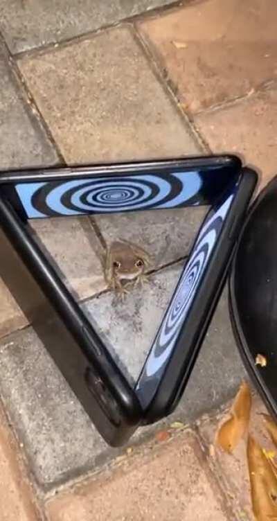 To hypnotize a frog