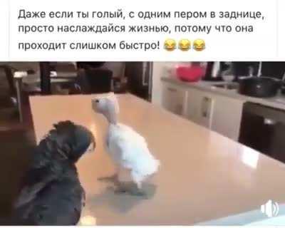 Танец попугая