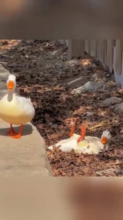 Just a duck sun-bathing.