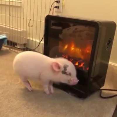 This piglet and his private fireplace