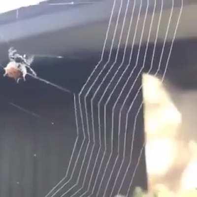 This Spider Making Its Web