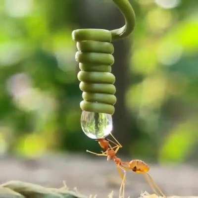 Ant drinking water from a drop a water