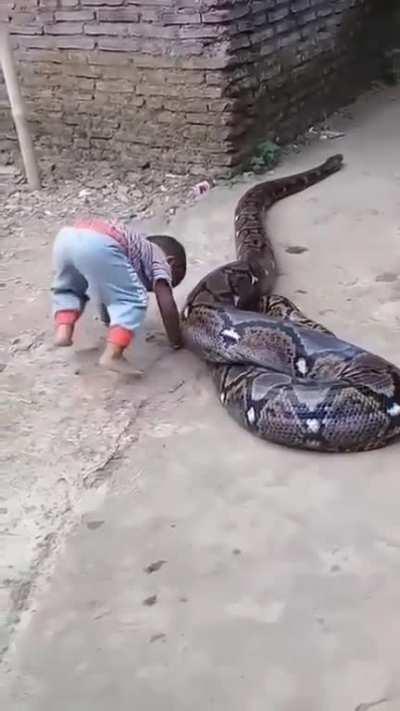 Children casually plays with giant snake 