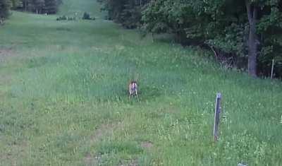 Deer attacking and Killing a Hawk to a defend a Rabbit