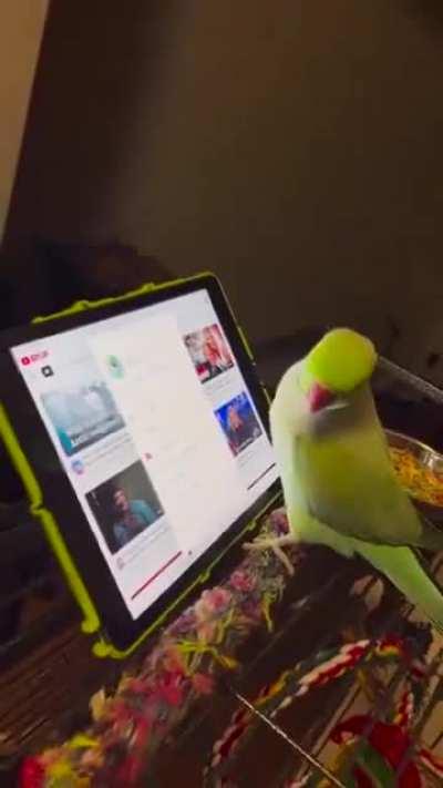 Parrots are intelligent enough to understand touch screen interfaces and they prefer watching videos of other parrots