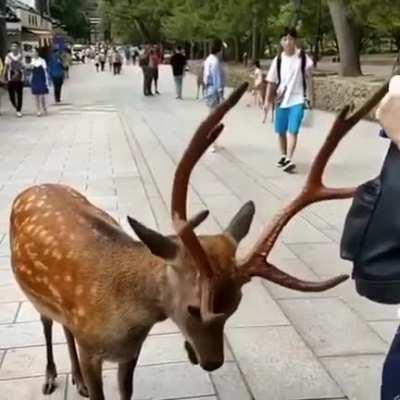 A very polite deer bowing to a tourist in Japan