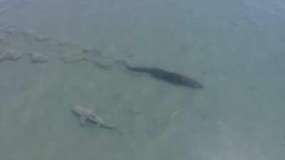 🔥 A saltwater crocodile swims right by a bull shark in the tidal flats of Australia's Northern Territory