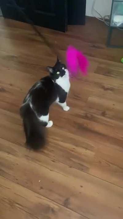 She doesn’t give a fuck about the actual toy feather side but goes nuts for the end of the stick